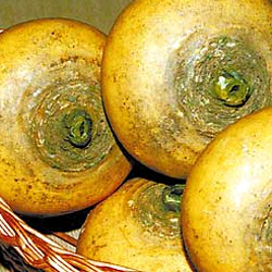 Репа – один из главных продуктов по-настоящему здоровой кухни Репа – один из главных продуктов по-настоящему здоровой кухни