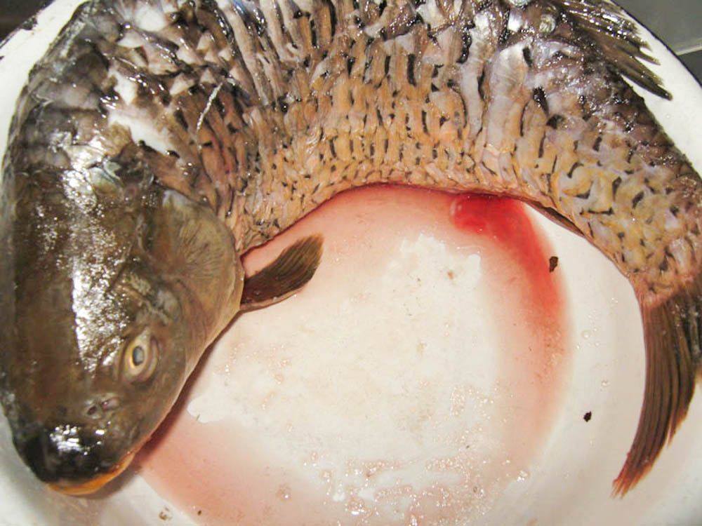 karp-zapechenyiy-v-duhovke-IMG_9418