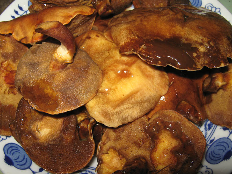marinovannyie-i-zharenyie-gribyi-IMG_0868
