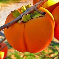 Сочный и яркий плод – хурма