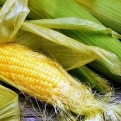 Полезные свойства кукурузы