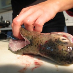 Как быстро разделать и вкусно приготовить речную рыбу Как быстро разделать и вкусно приготовить речную рыбу