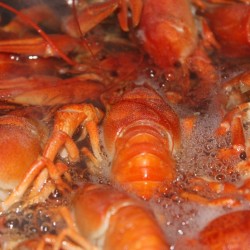 Как быстро и вкусно сварить раков?
