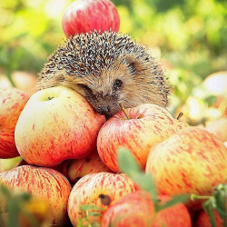 ТОП-7 осенних витаминов для поддержки организма ТОП-7 осенних витаминов для поддержки организма