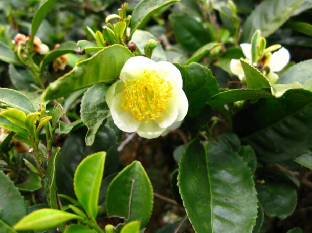 Camellia Sinensis