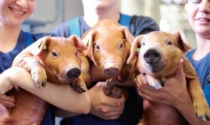 Красноярск: расценки на свинину с начала 2014 года увеличились на 40%