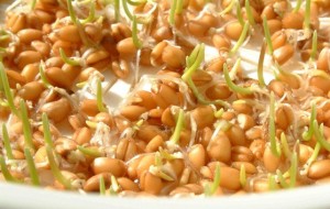 Пророщенная пшеница